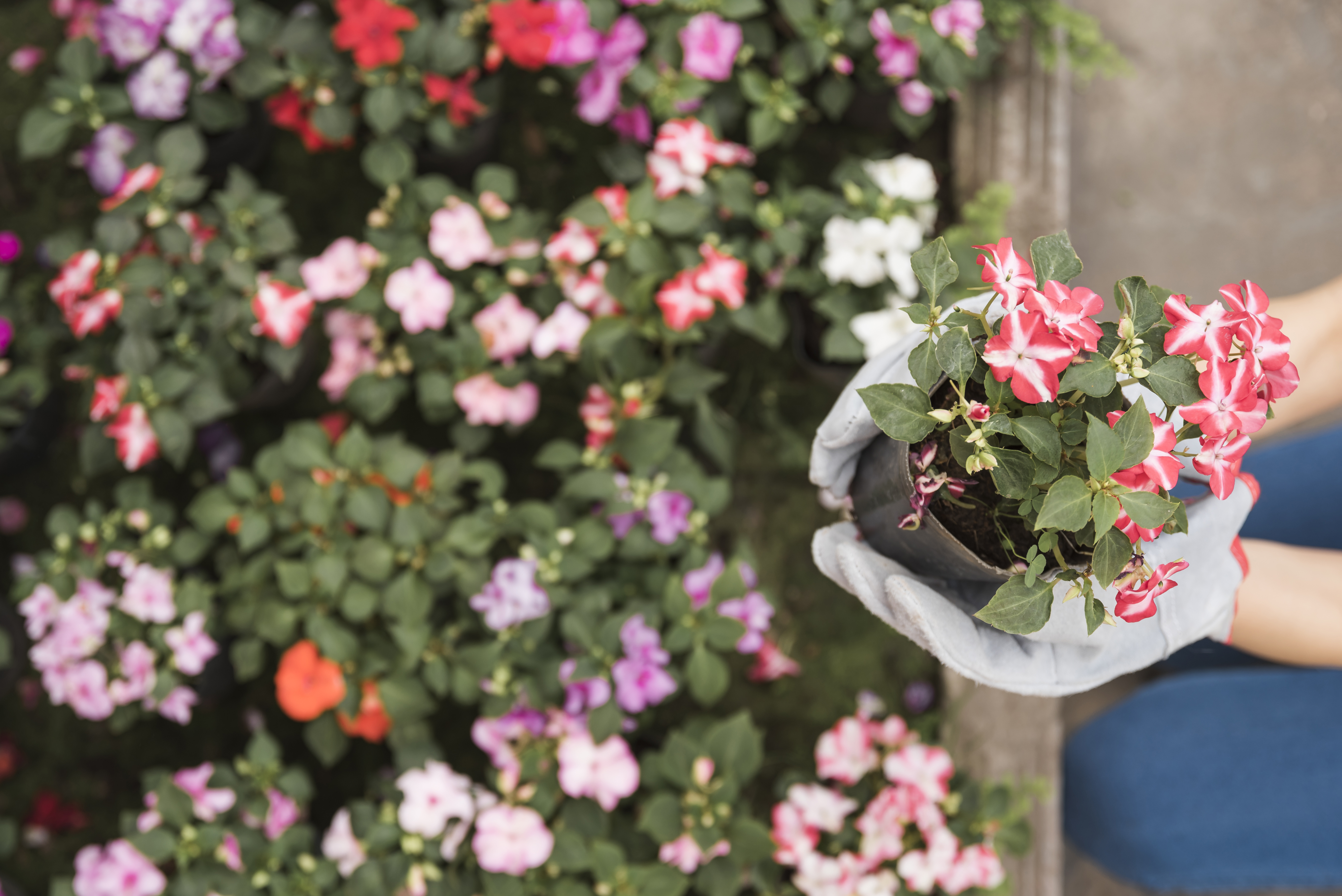Plantas de Exterior